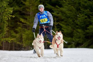 Verkhoshizhemye, Rusya - 03.08.2020 - kayakçı köpek yarışı. Kış köpek sporları yarışması. Sibirya Husky köpeği kayakçıyı çekiyor. Karlı kros yolunda aktif kayak
