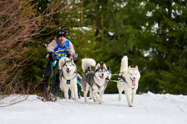 Verkhoshizhemye, Rusya - 03.08.2020 Husky kızak köpek yarışı. Kış köpeği kızak takımı yarışması. Sibirya köpekleri musher ile kızak çeker. Karlı ülkeyi baştan başa geçen yolda etkin çalışma