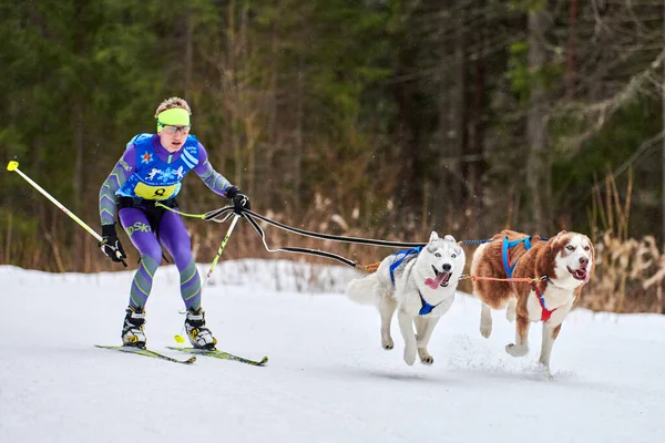 Verkhoshizhemye Rusko 2020 Skijoring Dog Racing Zimní Psí Sportovní Soutěž — Stock fotografie