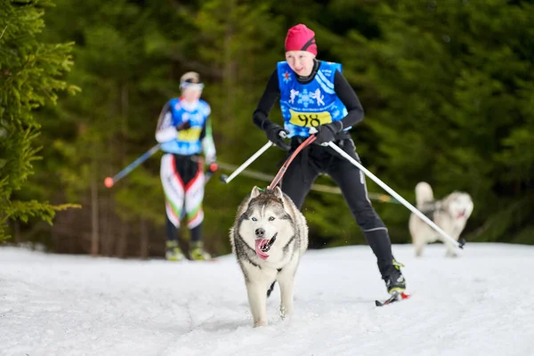Verkhoshizhemye Russia 2020 Corse Cani Skijoring Gara Sport Invernali Cani — Foto Stock