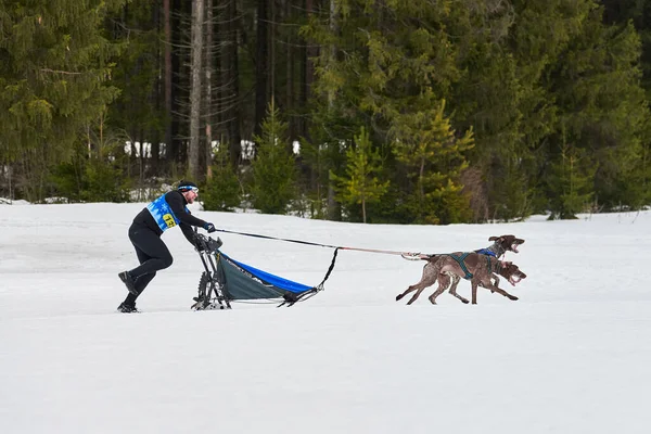 Verkhoshizhemye ロシア 2020 冬の犬ぞりレース 犬ぞりチーム大会 飼い犬は草むらでそりを引く 積極的に雪上クロスカントリートラック道路上で実行 — ストック写真