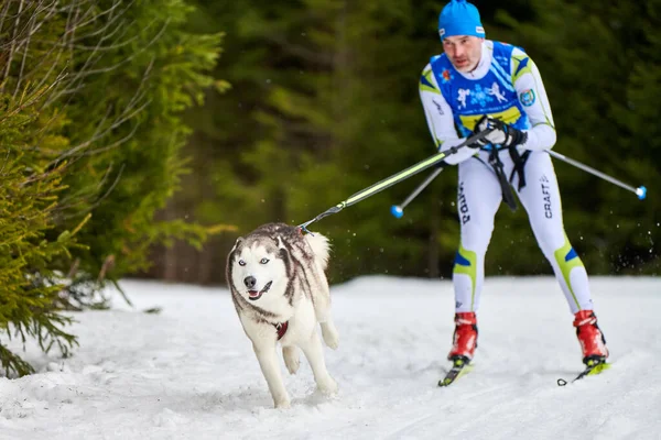 Verkhoshizhemye Russia 2020 Corse Cani Skijoring Gara Sport Invernali Cani — Foto Stock