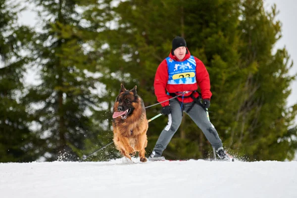 Verkhoshizhemye Rusko 2020 Skijoring Dog Racing Zimní Psí Sportovní Soutěž — Stock fotografie