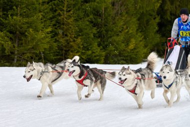 Verkhoshizhemye, Rusya - 03.07.2020 Husky kızak köpek yarışı. Kış köpeği kızak takımı yarışması. Sibirya köpekleri musher ile kızak çeker. Karlı ülkeyi baştan başa geçen yolda etkin çalışma