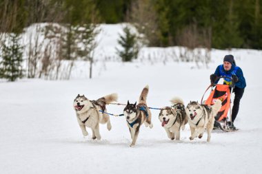 Verkhoshizhemye, Rusya - 03.08.2020 Husky kızak köpek yarışı. Kış köpeği kızak takımı yarışması. Sibirya köpekleri musher ile kızak çeker. Karlı ülkeyi baştan başa geçen yolda etkin çalışma