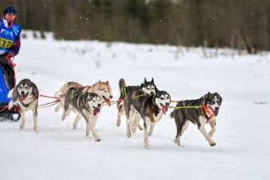 Verkhoshizhemye, Rusya - 03.07.2020 Husky kızak köpek yarışı. Kış köpeği kızak takımı yarışması. Sibirya köpekleri musher ile kızak çeker. Karlı ülkeyi baştan başa geçen yolda etkin çalışma