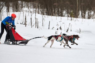 Verkhoshizhemye, Rusya - 03.08.2020 - Kış kızağı köpek yarışı. Köpek sporu kızak takımı yarışması. Sivri uçlu köpekler misket tüfeğiyle kızak çeker. Karlı ülkeyi baştan başa geçen yolda etkin çalışma