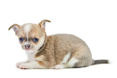 Çivava yavruları, izole edilmiş. Beyaz arka planda küçük şirin bir köpek. Köpek barınağı yavrusu. Kısa saçlı chihuahua köpek cinsi, stüdyo çekimi..