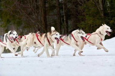 Kızaklı köpek yarışında Koşan Husky köpeği. Kış köpeği kızak takımı yarışması. Koşumlu Sibirya Husky köpeği kayakçı ya da musher kızağı. Karlı ülkeyi baştan başa geçen yolda etkin çalışma
