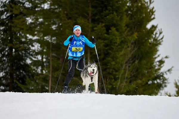 Verkhoshizhemye Rusko 2020 Skijoring Dog Racing Zimní Psí Sportovní Soutěž — Stock fotografie