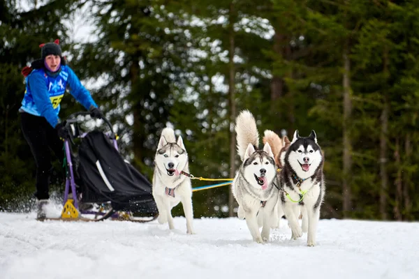 Werchoshizhemye Russland 2020 Husky Schlittenhunderennen Wintersport Hundeschlitten Teamwettbewerb Sibirische Huskys — Stockfoto
