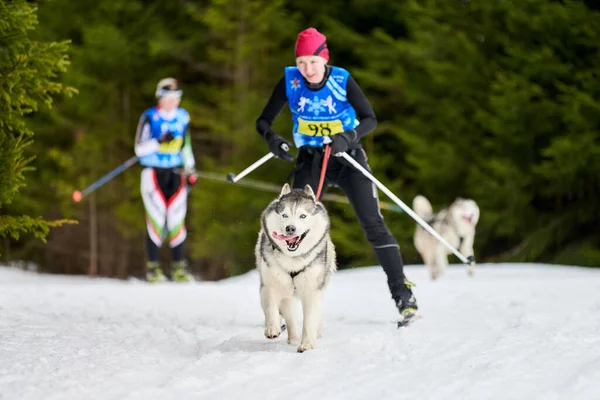 Verkhoshizhemye Ryssland 2020 Skijoring Hundkapplöpning Vinter Hund Sport Tävling Sibiriens — Stockfoto