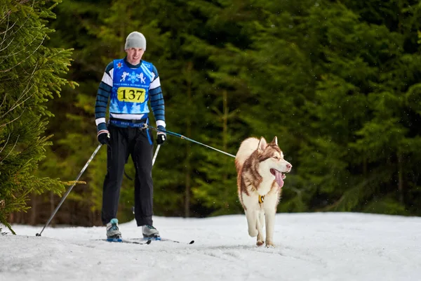 Verkhoshizhemye Russie 2020 Skijoring Dog Racing Compétition Sports Pour Chiens — Photo