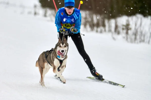 Verkhoshizhemye Rusko 2020 Skijoring Dog Racing Zimní Psí Sportovní Soutěž — Stock fotografie