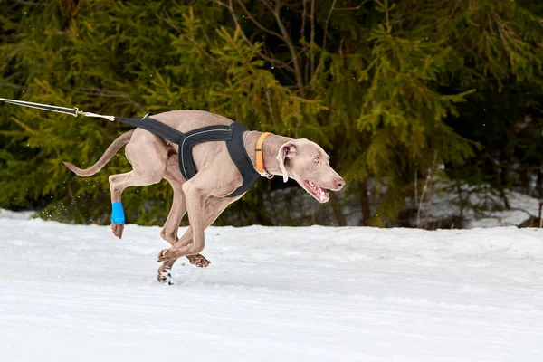 Running Pointer dog on sled dog racing. Winter dog sport sled team competition. English pointer dog in harness pull skier or sled with musher. Active running on snowy cross country track road