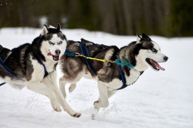 Kızaklı köpek yarışında Koşan Husky köpeği. Kış köpeği kızak takımı yarışması. Koşumlu Sibirya Husky köpeği kayakçı ya da musher kızağı. Karlı ülkeyi baştan başa geçen yolda etkin çalışma