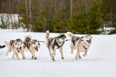 Kızaklı köpek yarışında Koşan Husky köpeği. Kış köpeği kızak takımı yarışması. Koşumlu Sibirya Husky köpeği kayakçı ya da musher kızağı. Karlı ülkeyi baştan başa geçen yolda etkin çalışma