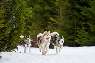 Kızaklı köpek yarışında Koşan Husky köpeği. Kış köpeği kızak takımı yarışması. Koşumlu Sibirya Husky köpeği kayakçı ya da musher kızağı. Karlı ülkeyi baştan başa geçen yolda etkin çalışma