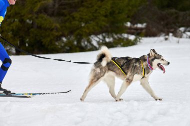 Kayak yapan köpek yarışı. Kış köpek sporları yarışması. Sibirya Husky köpeği kayakçıyı çekiyor. Karlı kros yolunda aktif kayak
