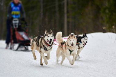 Husky kızak köpek yarışı. Kış köpeği kızak takımı yarışması. Sibirya köpekleri musher ile kızak çeker. Karlı ülkeyi baştan başa geçen yolda etkin çalışma