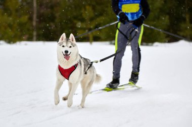 Kayak yapan köpek yarışı. Kış köpek sporları yarışması. Sibirya Husky köpeği kayakçıyı çekiyor. Karlı kros yolunda aktif kayak