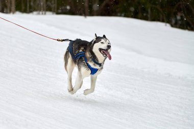 Kızaklı köpek yarışında Koşan Husky köpeği. Kış köpeği kızak takımı yarışması. Koşumlu Sibirya Husky köpeği kayakçı ya da musher kızağı. Karlı ülkeyi baştan başa geçen yolda etkin çalışma