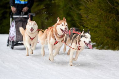 Husky kızak köpek yarışı. Kış köpeği kızak takımı yarışması. Sibirya köpekleri musher ile kızak çeker. Karlı ülkeyi baştan başa geçen yolda etkin çalışma