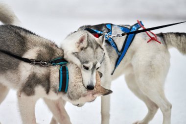 Karda oynayan iri köpekler. Komik Sibirya kızak köpekleri havlayıp ısırarak kış oyunları oynuyorlar. Saldırgan hayvan davranışları.