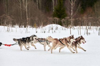 Kızaklı köpek yarışında Koşan Husky köpeği. Kış köpeği kızak takımı yarışması. Koşumlu Sibirya Husky köpeği kayakçı ya da musher kızağı. Karlı ülkeyi baştan başa geçen yolda etkin çalışma
