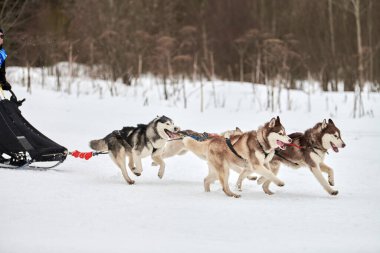 Kızaklı köpek yarışında Koşan Husky köpeği. Kış köpeği kızak takımı yarışması. Koşumlu Sibirya Husky köpeği kayakçı ya da musher kızağı. Karlı ülkeyi baştan başa geçen yolda etkin çalışma