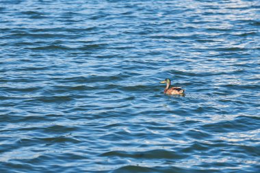 Şehir gölünde ördek yüzmesi, kopyalama alanı. Suda ördek var. Kuş izleme ve kuşbilimi