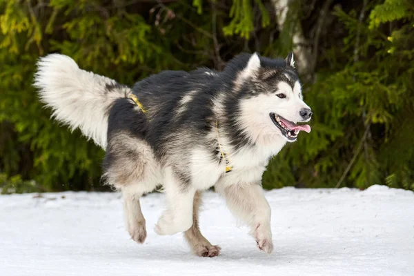 Running Malamute dog on sled dog racing. Winter dog sport sled team competition. Alaskan Malamute dog in harness pull skier or sled with musher. Active running on snowy cross country track road