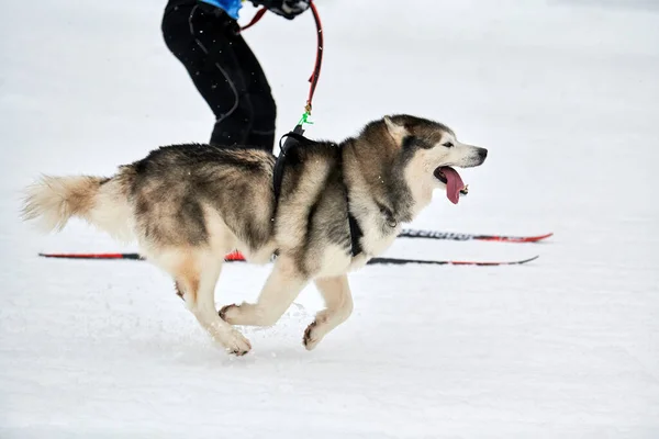 Corse Cani Skijoring Gara Sport Invernali Cani Cane Husky Siberiano — Foto Stock