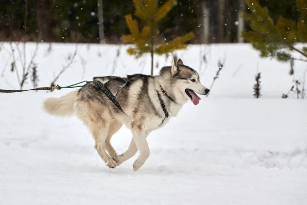 そり犬のレースでハスキー犬を実行しています 冬の犬スポーツそりチーム競争 ハーネスのシベリアのハスキー犬は スキーヤーを引っ張ったり 泥でそります 積極的に雪上クロスカントリートラック道路上で実行 — ストック写真
