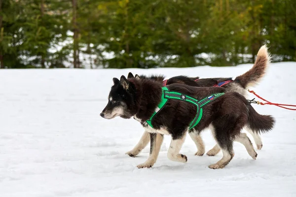 Běh Husky Pes Sáňkách Psích Závodů Zimní Psí Sportovní Spřežení — Stock fotografie