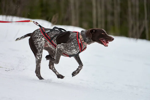 Running Pointer dog on sled dog racing. Winter dog sport sled team competition. English pointer dog in harness pull skier or sled with musher. Active running on snowy cross country track road