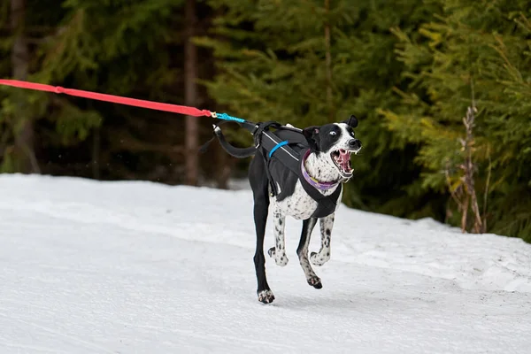 犬ぞりレースでポインタ犬を実行しています 冬の犬スポーツそりチーム競争 ハーネスの英語ポインタ犬は スキーヤーを引っ張ったり マッシャーでそります 積極的に雪上クロスカントリートラック道路上で実行 — ストック写真