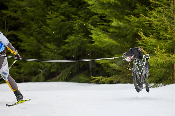 Skijoring dog racing. Winter dog sport competition. Pointer dog pulls skier. Active skiing on snowy cross country track road