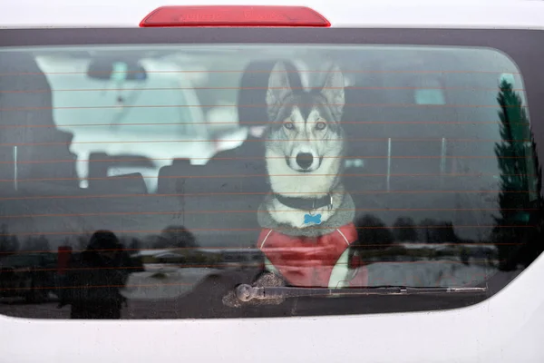 Husky Trenó Cão Carro Viagem Animal Estimação Cão Trancado Dentro — Fotografia de Stock