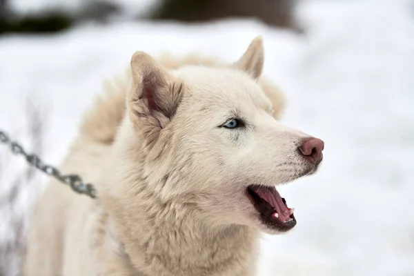 厚脸皮的雪橇狗脸 冬季背景 西伯利亚哈士奇犬繁殖户外口罩肖像 赛前散步的可爱宠物 — 图库照片