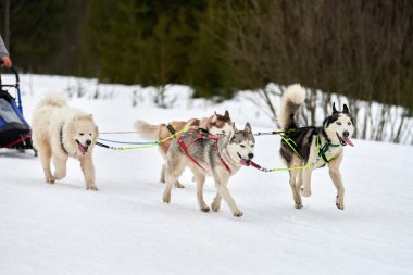 Kızaklı köpek yarışında Koşan Husky köpeği. Kış köpeği kızak takımı yarışması. Koşumlu Sibirya Husky köpeği kayakçı ya da musher kızağı. Karlı ülkeyi baştan başa geçen yolda etkin çalışma