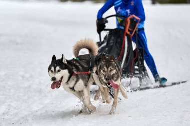Husky kızak köpek yarışı. Kış köpeği kızak takımı yarışması. Sibirya köpekleri musher ile kızak çeker. Karlı ülkeyi baştan başa geçen yolda etkin çalışma