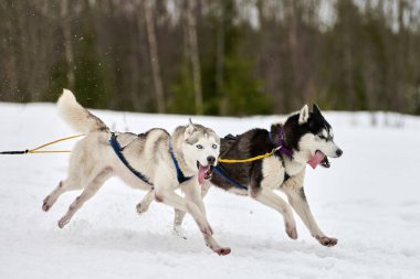 Kızaklı köpek yarışında Koşan Husky köpeği. Kış köpeği kızak takımı yarışması. Koşumlu Sibirya Husky köpeği kayakçı ya da musher kızağı. Karlı ülkeyi baştan başa geçen yolda etkin çalışma