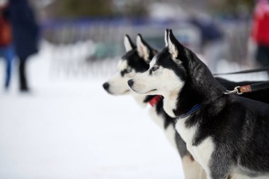 Husky kızak köpek suratı, kış geçmişi. Sibirya Husky köpeği, açık havada ağızlık portresi yapıyor. Yarıştan önce yürüyüş yapan güzel bir hayvan..