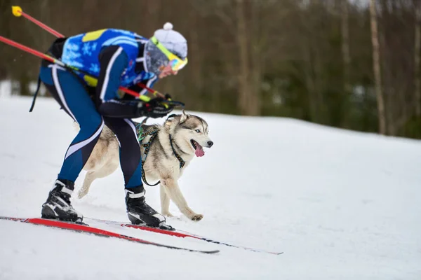 Skijoring dog racing. Winter dog sport competition. Siberian husky dog pulls skier. Active skiing on snowy cross country track road