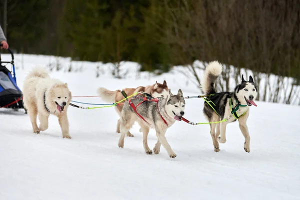 Laufen Husky Hund Auf Schlittenhund Rennen Wintersport Hundeschlitten Teamwettbewerb Sibirische — Stockfoto