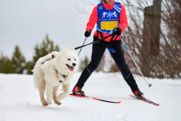 Skijoring dog racing. Winter dog sport competition. Samoyed dog pulls skier. Active skiing on snowy cross country track road