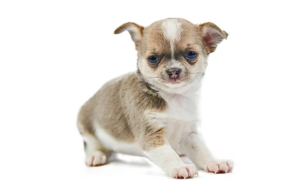 Chihuahua Welpen Isoliert Kleiner Süßer Hund Auf Weißem Hintergrund Tierheim — Stockfoto