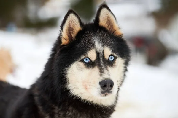 Husky Schlittenhundegesicht Winterlicher Hintergrund Sibirische Huskyhunde Züchten Maulkorb Freien Schöne — Stockfoto