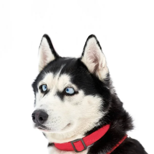 Faccia Buffa Husky Con Grandi Occhi Sorpresi Isolato Carino Sguardo — Foto Stock